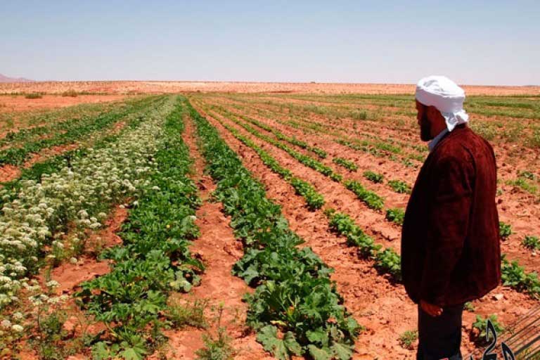 أرض فلاحية للبيع 6 هكتارات و2500 متر الدروة